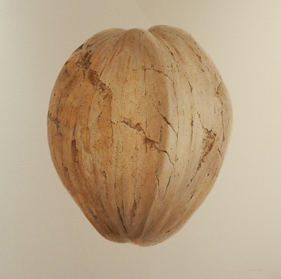 Coconut, Sri Lanka von Lincoln  Seligman