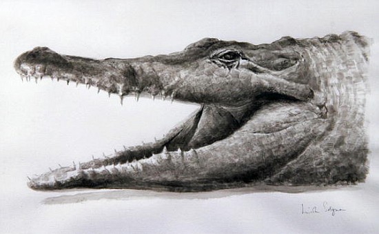Crocodile, 2005 (acrylic)  von Lincoln  Seligman