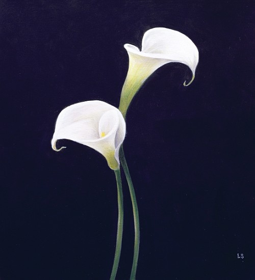 Lily (oil on canvas)  von Lincoln  Seligman