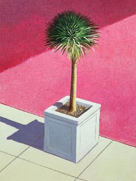 Small palm 1995