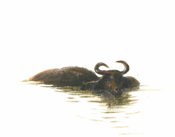 Water Buffalo 2 von Lincoln  Seligman
