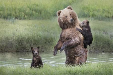 Mama Bär und ihre Jungen