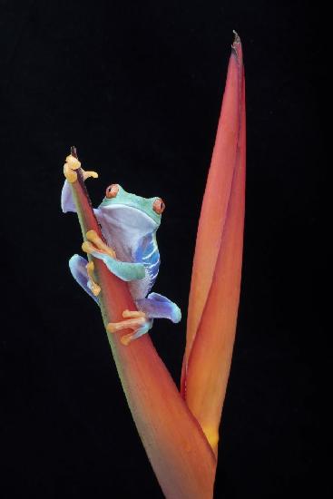 Rotäugiger Laubfrosch auf einer tropischen Blume