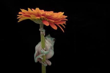 Weißer Laubfrosch unter Gerber-Gänseblümchen