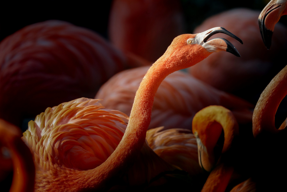 Flamingos von Linli Wang