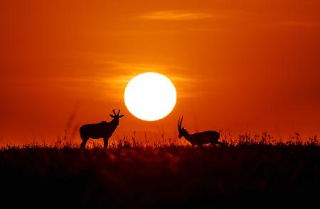 Masai Mara bei Sonnenuntergang