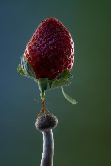 mächtige Ameise hebt eine Erdbeere hoch