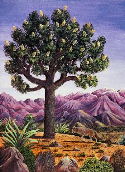 Joshua Tree and Coyote, 1983 (gouache) 