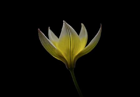 Tulipa Urumiensis