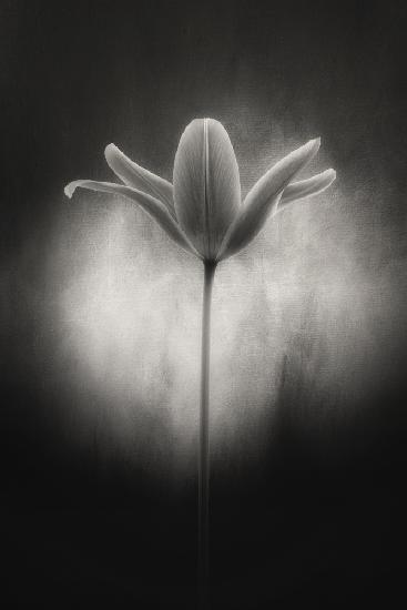 Tulpe in Schwarz und Weiß