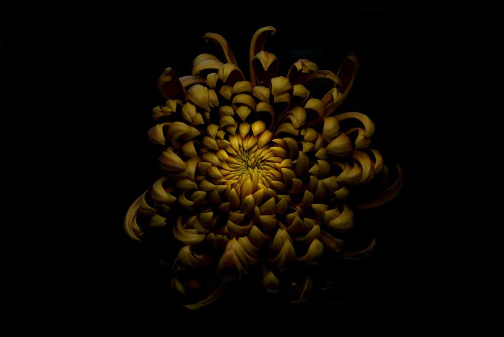 Chrysanthemum von Lotte Gronkjar