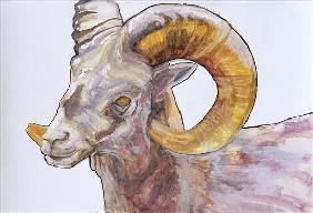 American Long Horn, 2004 (watercolour and acrylic on gesso on paper) 