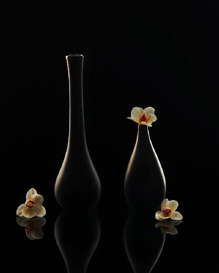Elegante Orchidee