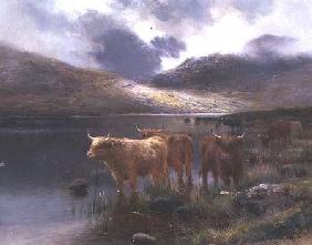 Highland Cattle by a Loch