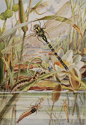 Dragonfly and Mayfly, illustration from 'Stories of Insect Life' by William J. Claxton, 1912 (colour von Louis Fairfax Muckley