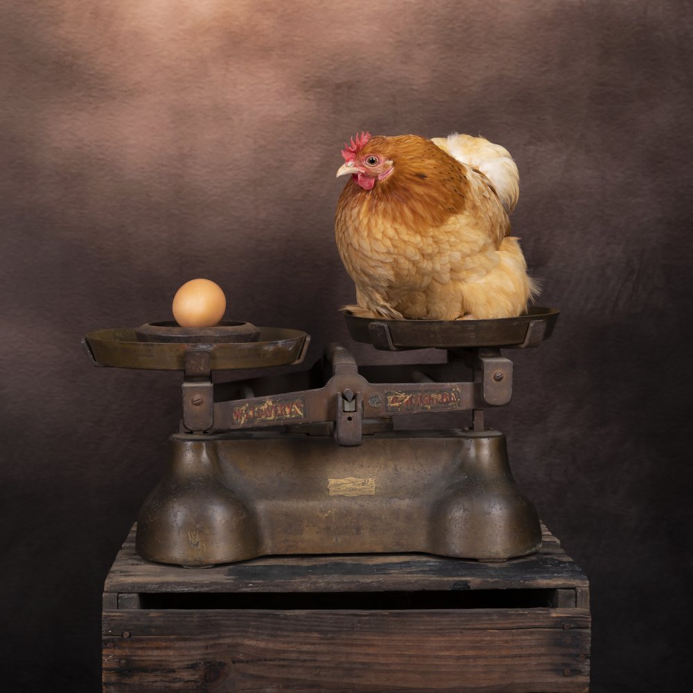 Das Huhn oder das Ei? von Louise Wolbers