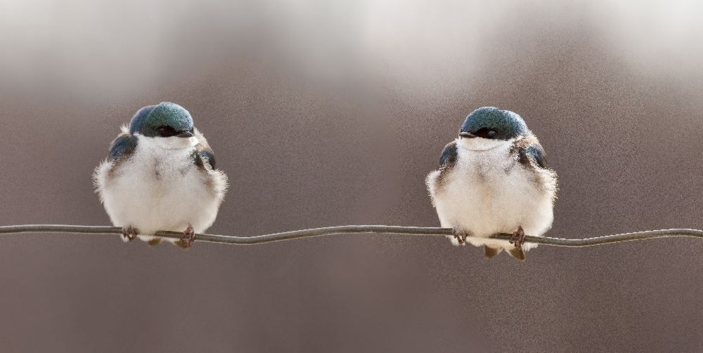 Vögel auf einem Draht von Lucie Gagnon
