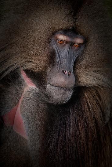 Gelada-Porträt