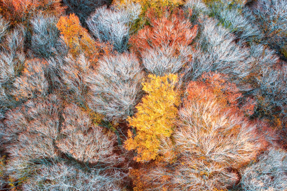 Herbstzweige von Luigi Ruoppolo