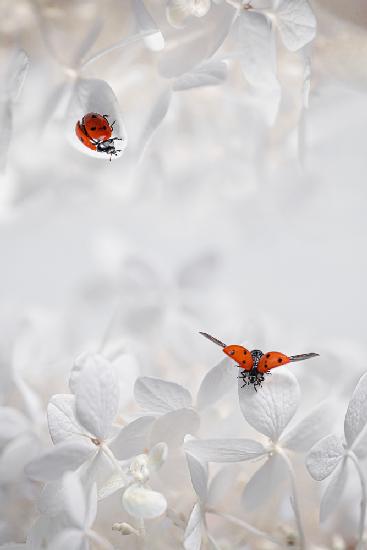 Marienkäfer unter Blumen