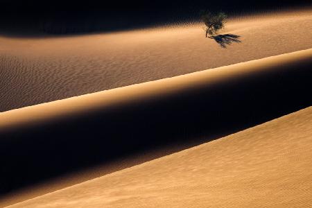 Der einsame Baum in der Wüste