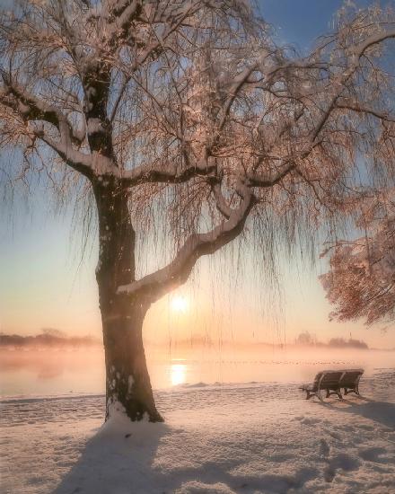 Kirschblüten mit Schnee