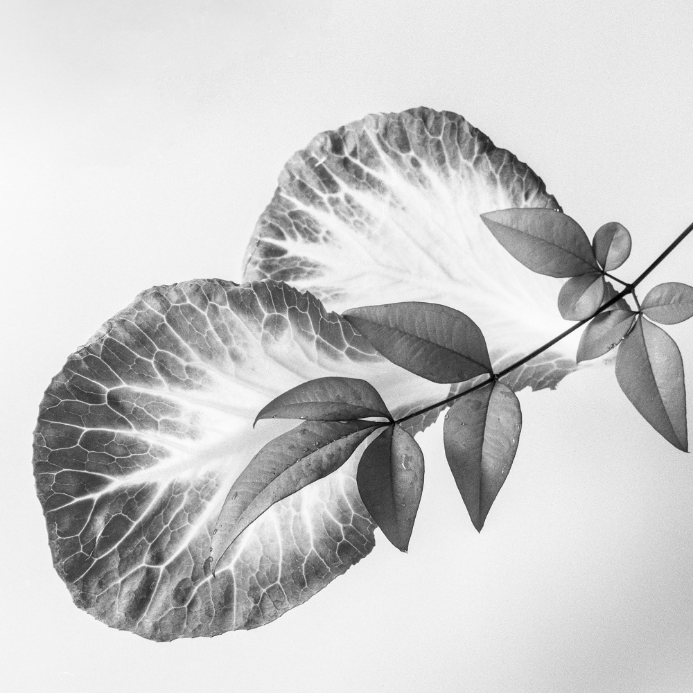 Blätter und ein Zweig von Makoto Inaba