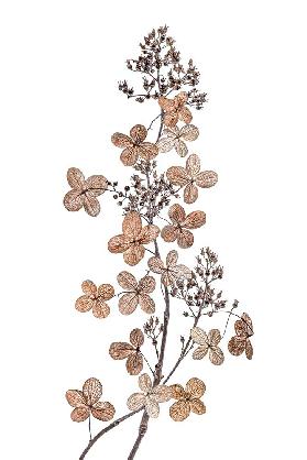 Hortensie Paniculata