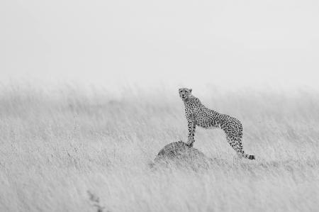 Gepard bemannt sein Revier