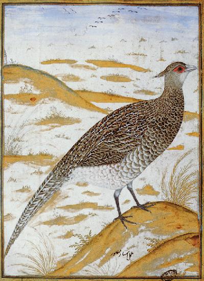 Himalayan cheer pheasant, Jahangir Period, Mughal 17th centu