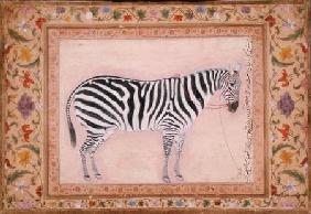 Zebra, from the 'Minto Album' 1621