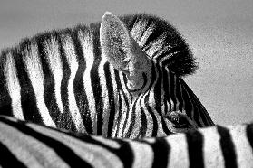 Neugieriges Zebra