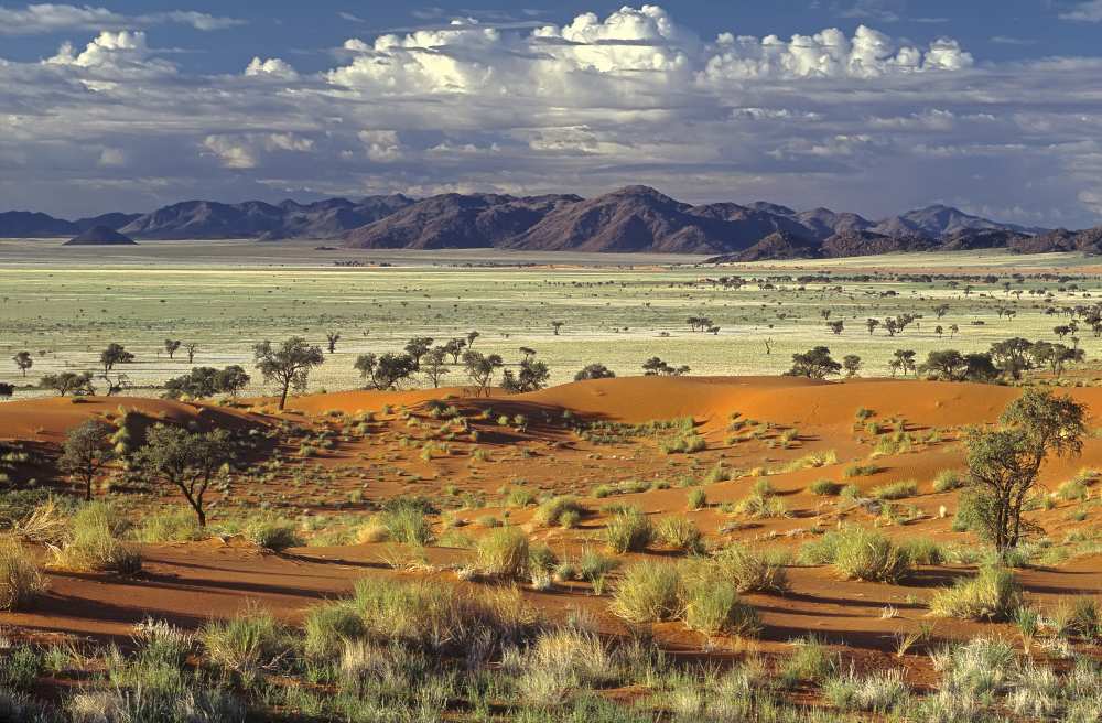 Tok Tokkie Desert von Marc Pelissier