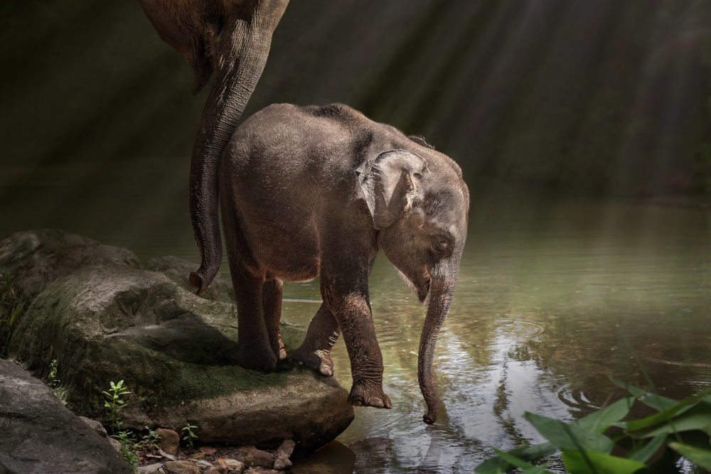 Tapferer Elefant von Marcel Egger
