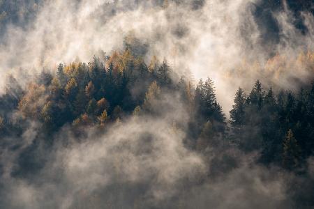 Nebel in den Bäumen