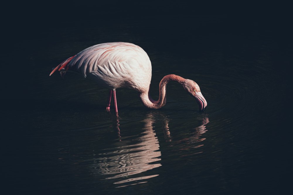 Erleuchteter Flamingo von Marco Tagliarino