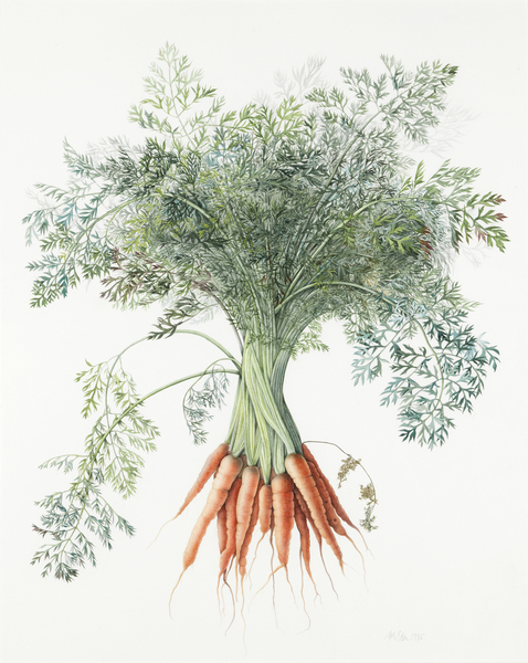 Carrots von Margaret Ann  Eden