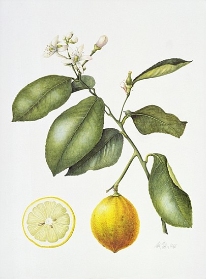 Citrus Bergamot, 1995 (w/c on paper)  von Margaret Ann  Eden