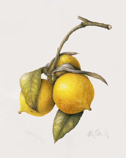 Citrus Bergamot 1999