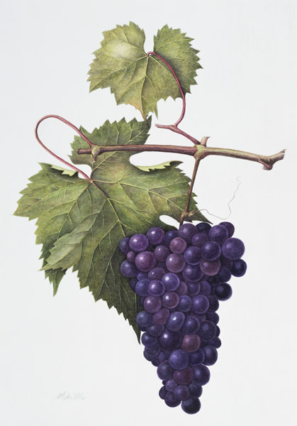 Grapes, 1994 (w/c on paper)  von Margaret Ann  Eden