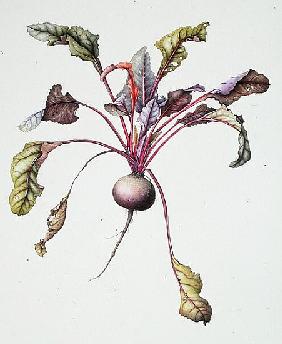 Beetroot, 1995 (w/c on paper) 