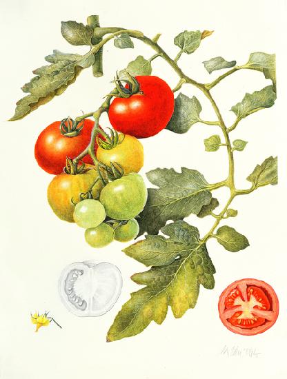Tomatoes 1994