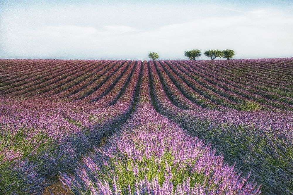 Velours de Lavender von Margarita Chernilova