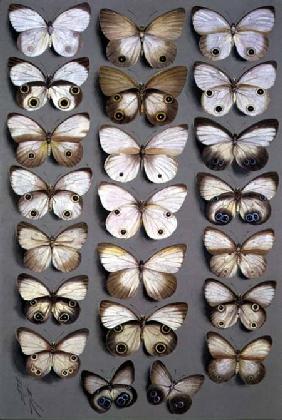 Papuan Butterflies 2 1917-1918