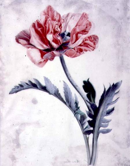 Flower Pieces, Oriental Poppy von Marie-Anne