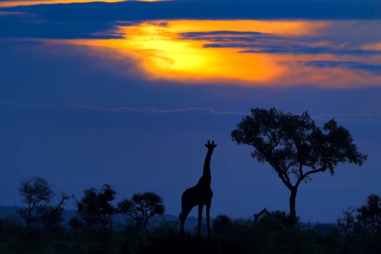 A Giraffe at Sunset von Mario Moreno