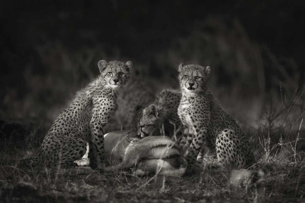 Cheetah Cubs von Mario Moreno