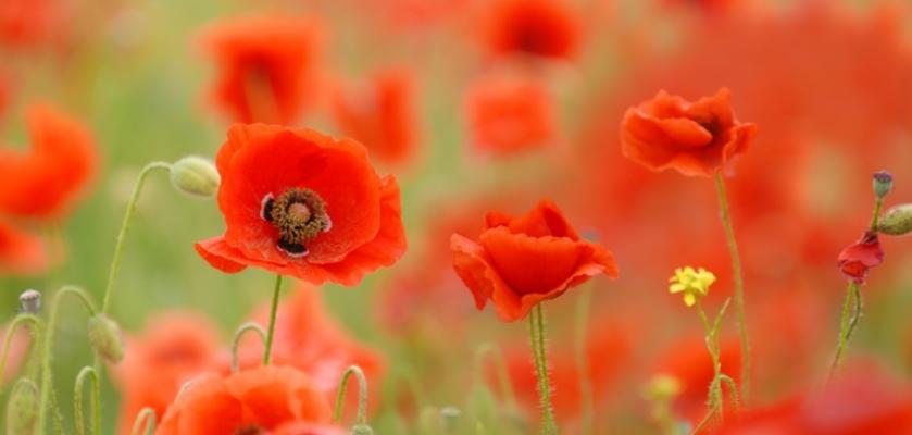 Mohnblumen von Mariola Bednar