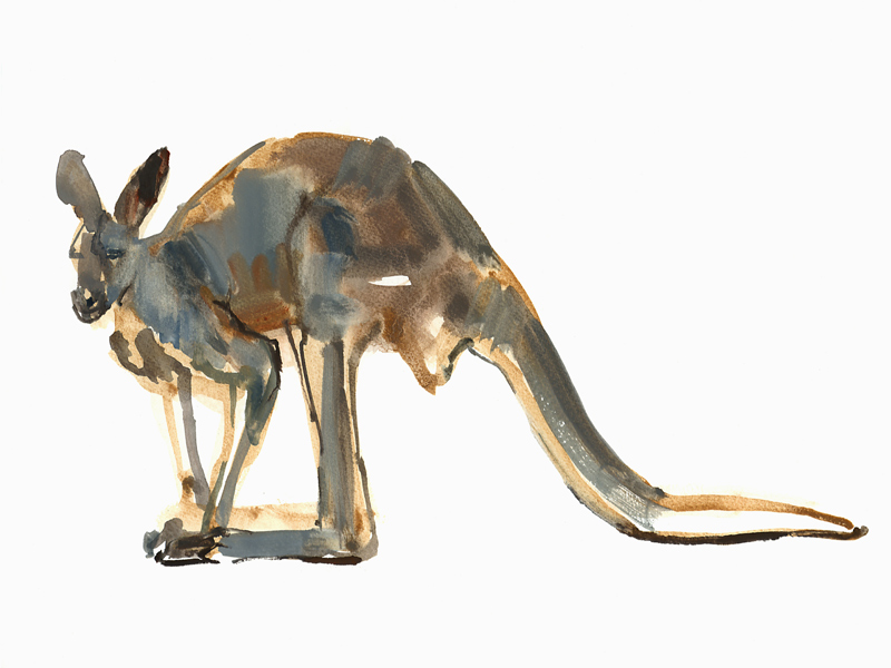 Ochre Dusted, (Red Kangaroo) von Mark  Adlington