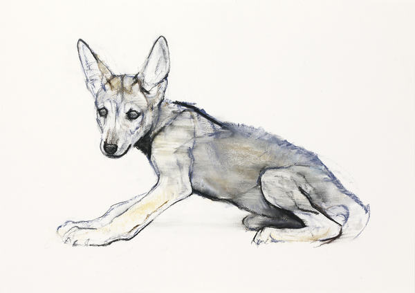 Adolescent Arabian Wolf Pup von Mark  Adlington